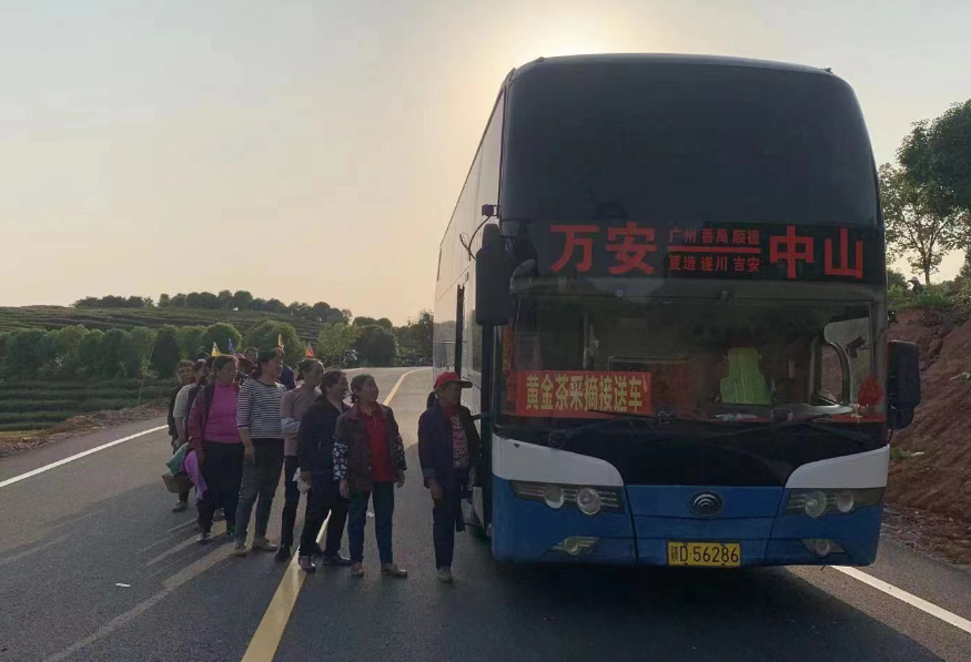 吉安長(zhǎng)運(yùn):開(kāi)通采茶專線 助力茶農(nóng)追光